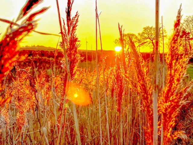 Golden sunset through the long grass
